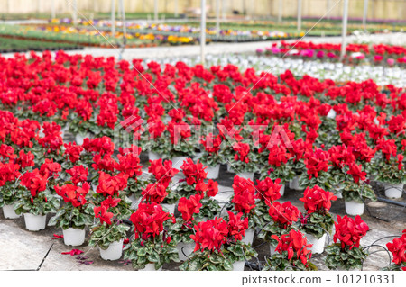Houseplants with red flowers cyclamen growing in pots in greenhouse 101210331
