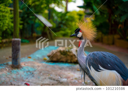多彩美麗華麗的鳥 多彩美麗華麗的鳥 101210386