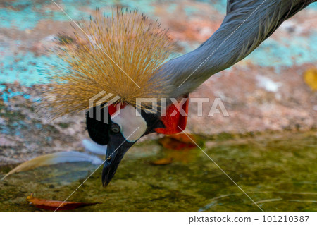 colorful beautiful gorgeous bird colorful beautiful gorgeous bird 101210387