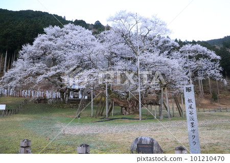 Japan's Three Great Cherry Blossoms Neodani Usuzumizakura [Usuzumi Park]/Motosu City, Gifu Prefecture 101210470