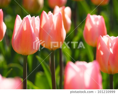 Tulip pink Tulip pink 101210999