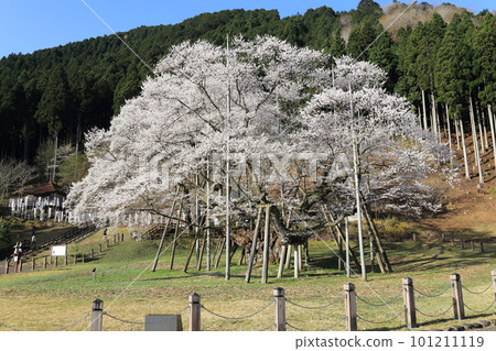 Japan's Three Great Cherry Blossoms Neodani Usuzumizakura [Usuzumi Park]/Motosu City, Gifu Prefecture 101211119