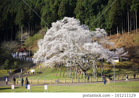 Japan's Three Great Cherry Blossoms Neodani Usuzumizakura [Usuzumi Park]/Motosu City, Gifu Prefecture 101211129