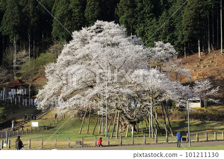 Japan's Three Great Cherry Blossoms Neodani Usuzumizakura [Usuzumi Park]/Motosu City, Gifu Prefecture 101211130