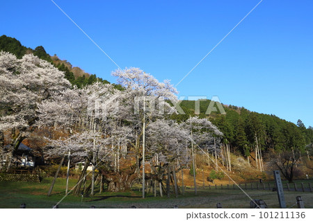 Japan's Three Great Cherry Blossoms Neodani Usuzumizakura [Usuzumi Park]/Motosu City, Gifu Prefecture 101211136