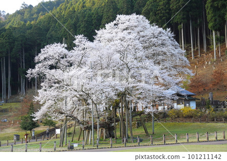 日本三大櫻花 新谷淡水櫻【淡水公園】/岐阜縣本棲市 101211142