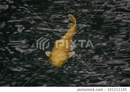 A golden carp that swims slowly under the swaying water surface 2 101211185
