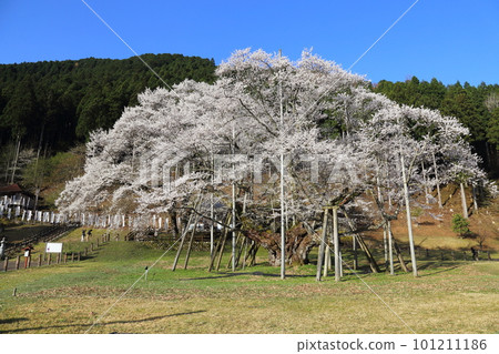 Japan's Three Great Cherry Blossoms Neodani Usuzumizakura [Usuzumi Park]/Motosu City, Gifu Prefecture 101211186