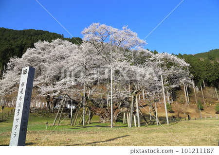 Japan's Three Great Cherry Blossoms Neodani Usuzumizakura [Usuzumi Park]/Motosu City, Gifu Prefecture 101211187