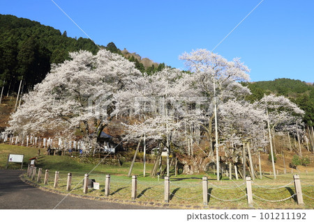 Japan's Three Great Cherry Blossoms Neodani Usuzumizakura [Usuzumi Park]/Motosu City, Gifu Prefecture 101211192