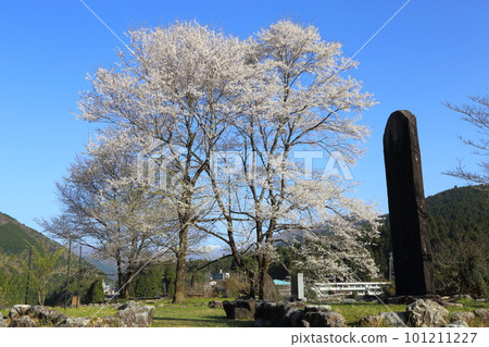 [Usumi Park] / Motosu City, Gifu Prefecture 101211227