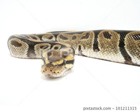 面向前方的球蟒 101211315