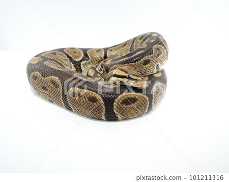蜷縮的球蟒 101211316