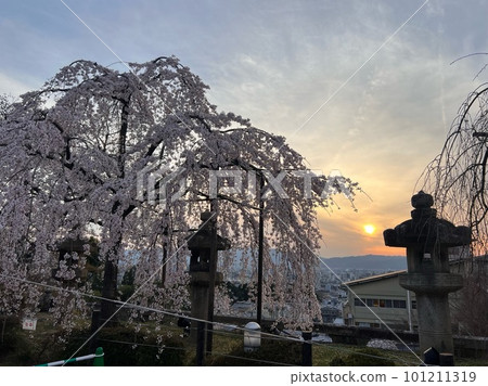 被落日照亮的櫻花和京都的城市景觀 101211319