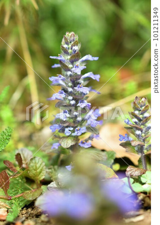 盛開於春野的聲優十一 101211349