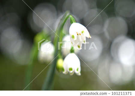 Snowflake flower closeup Snowflake flower closeup 101211371