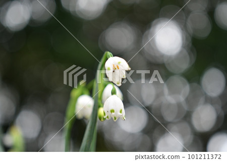 雪花花特寫 雪花花特寫 101211372
