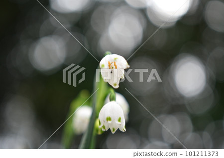 雪花花特寫 101211373