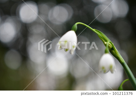 雪花花特寫 雪花花特寫 101211376