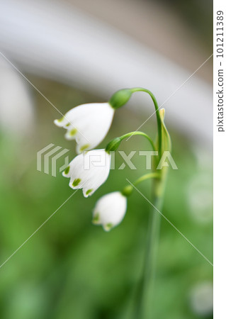 雪花花特寫 101211389