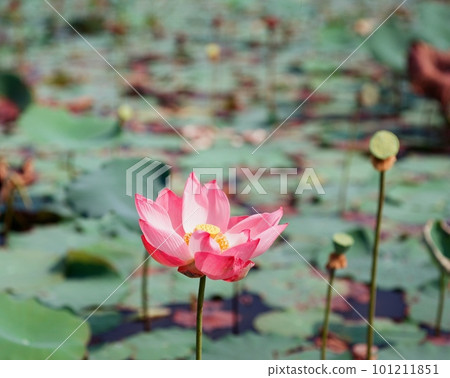 Nature photo: Lotus flowers. This is beautifull flowers. Nature photo: Lotus flowers. This is beautifull flowers. 101211851