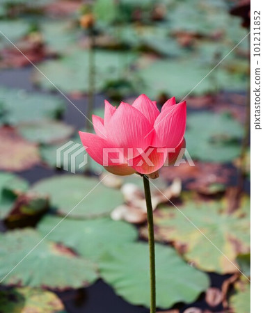 Nature photo: Lotus flowers. This is beautifull flowers. 101211852