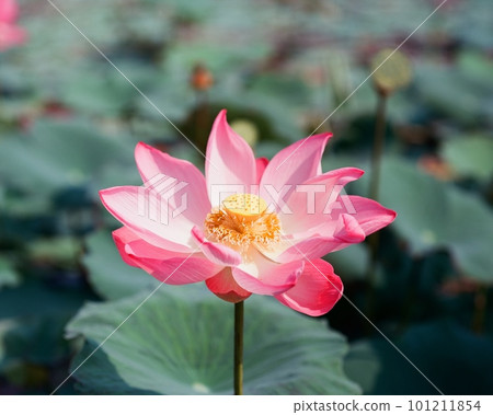 Nature photo: Lotus flowers. This is beautifull flowers. Nature photo: Lotus flowers. This is beautifull flowers. 101211854
