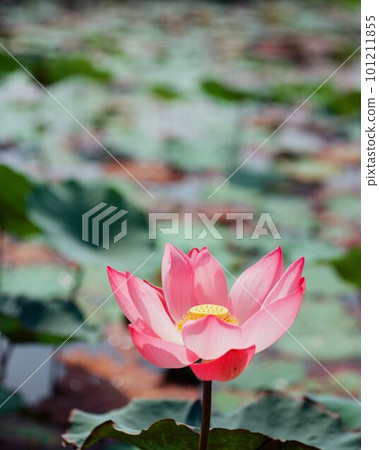 Nature photo: Lotus flowers. This is beautifull flowers. Nature photo: Lotus flowers. This is beautifull flowers. 101211855