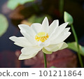 Nature photo: Lotus flowers. This is beautifull flowers. 101211864
