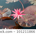 Nature photo: Lyly  flowers. This is beautifull flowers. 101211866