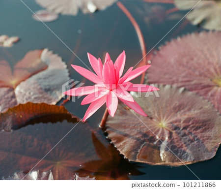 Nature photo: Lyly  flowers. This is beautifull flowers. 101211866