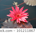 Nature photo: Lyly  flowers. This is beautifull flowers. 101211867