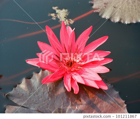 Nature photo: Lyly flowers. This is beautifull flowers. Nature photo: Lyly flowers. This is beautifull flowers. 101211867
