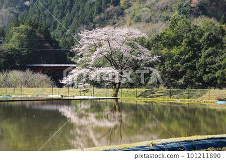 Shinryuzakura [light ink cherry blossoms, water mirror] / Neonaka, Motosu City, Gifu Prefecture 101211890