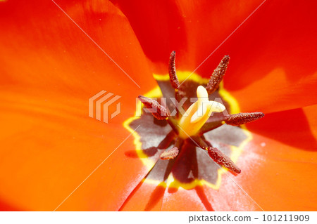 red tulip ☆Tulip 101211909