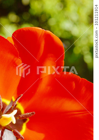 red tulip ☆Tulip 101211914
