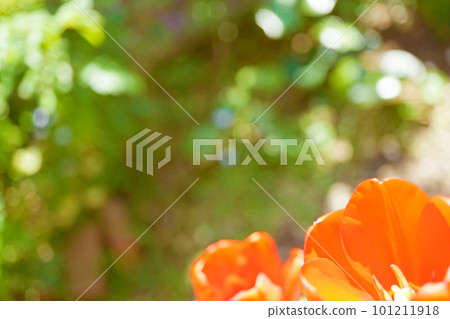 red tulip ☆Tulip 101211918