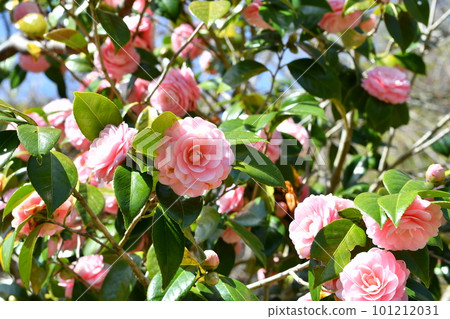 Pink camellia 101212031