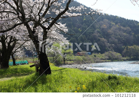 Cherry blossoms in full bloom at Tarumi Railway Kochibora Station [Motosu City, Gifu Prefecture] 101212118