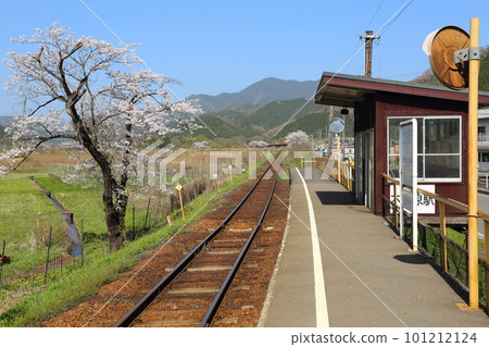 垂水鐵道小千浦站櫻花盛開【岐阜縣本棲市】 垂水鐵道小千浦站櫻花盛開【岐阜縣本棲市】 101212124