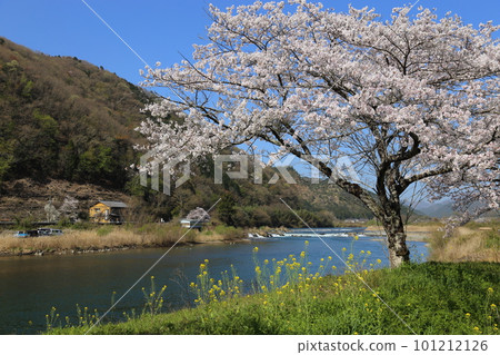垂水鐵道小千浦站櫻花盛開【岐阜縣本棲市】 101212126