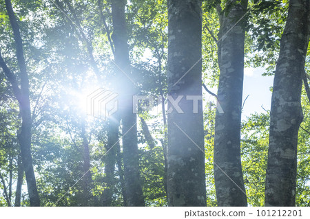 Scenery of sunshine filtering through the beech forest (Oyama Kaiganari) 101212201