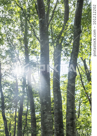 Scenery of sunshine filtering through the beech forest (Oyama Kaiganari) 101212202
