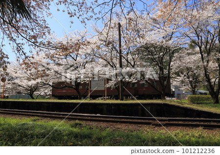 垂水鐵道谷口口站盛開的櫻花和館內保存的 Ohafu 33 型客車【岐阜縣伊比川町】 101212236