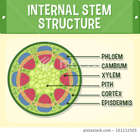 Internal structure of stem diagram Internal structure of stem diagram 101212505