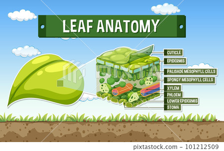 Internal structure of leaf diagram 101212509