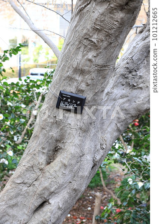 Bark and trunk of Akashide 101212665