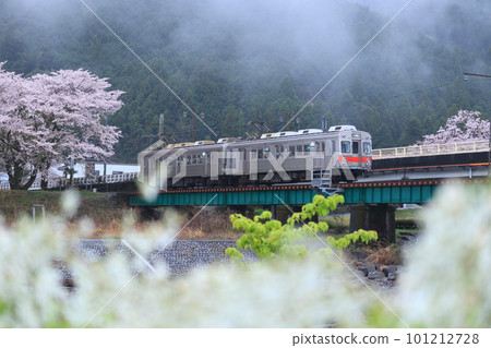 沿著櫻花奔跑的電車 101212728