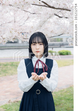 Sakura and school girl in school uniform 101212754