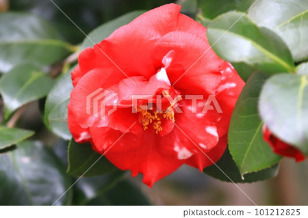 大紅色山茶花“Gigantia” 101212825